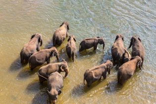 Herd,Of,Elephants,In,Sri,Lanka,In,A,Summer,Day