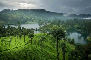 Beautiful tea plantation landscape in Maskeliya area in Sri Lanka