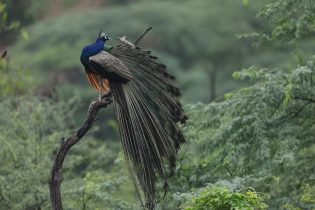 The,Beautiful,Lovely,Indian,Peafowl,Also,Known,As,Blue,Peafowl